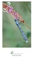 Böcekçiler Çarşısı